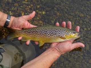 Brown trout de la Suir